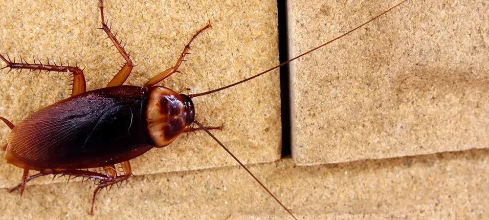 a cockroach up close