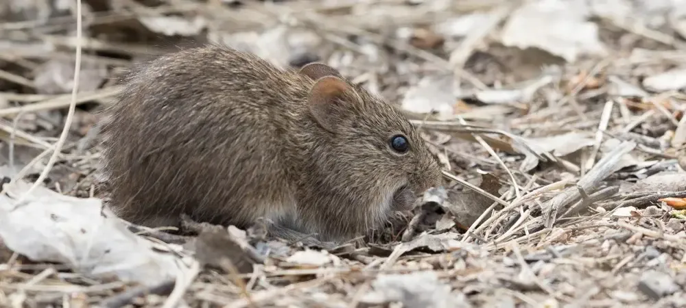 cotton rat outside