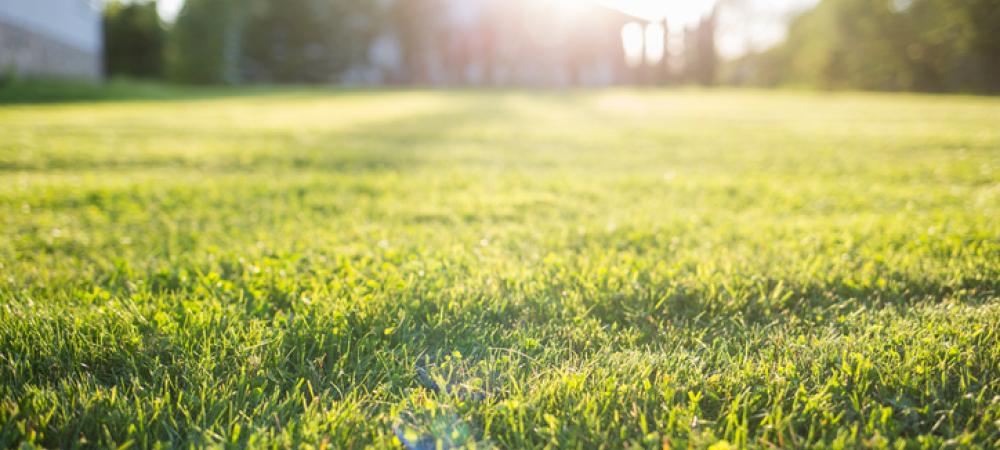 grass on hot summer day