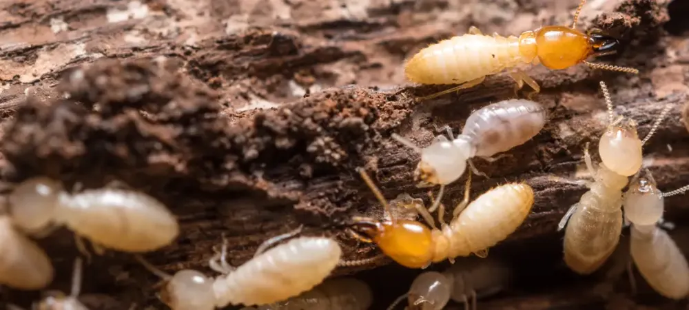 Termites on wood