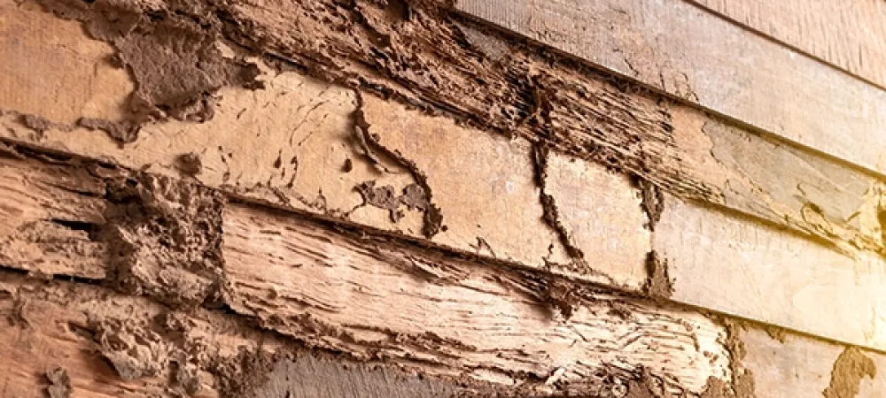 termite damage on wood