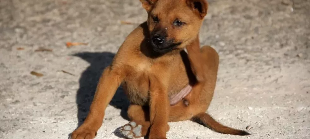 Dog scratching a flea bite