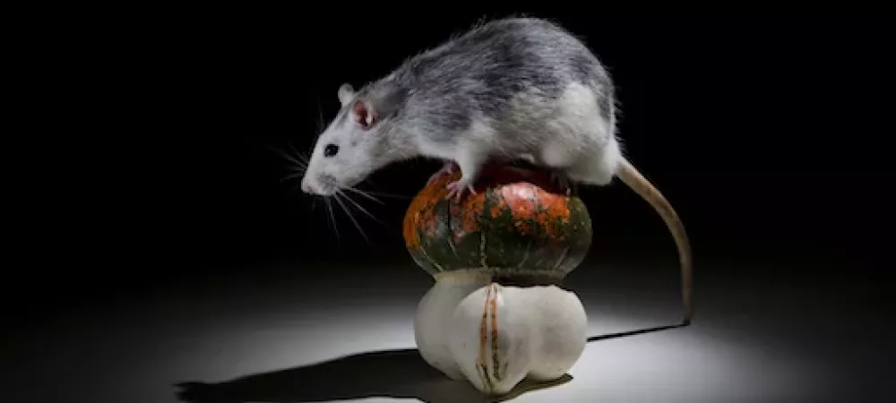 Rat sitting on top of pumpkins