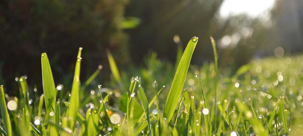 close up of green grass
