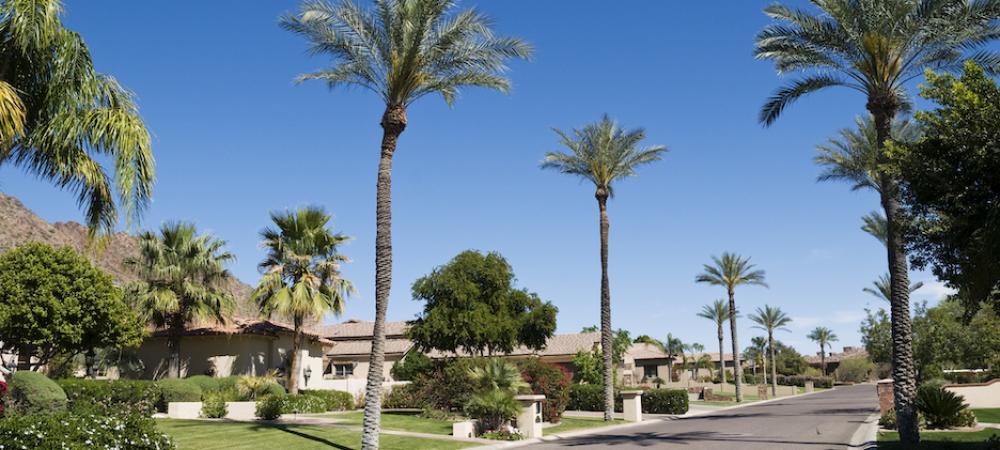 Palm trees in Florida