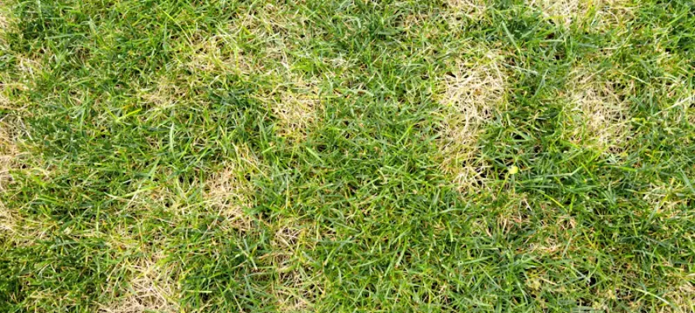 Grass with chinch bug damage