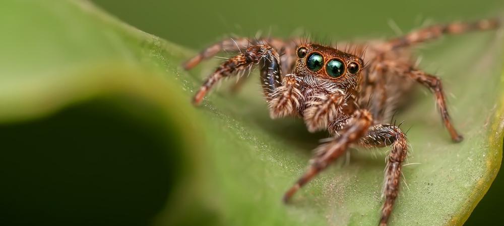 jumping spider on a leaf