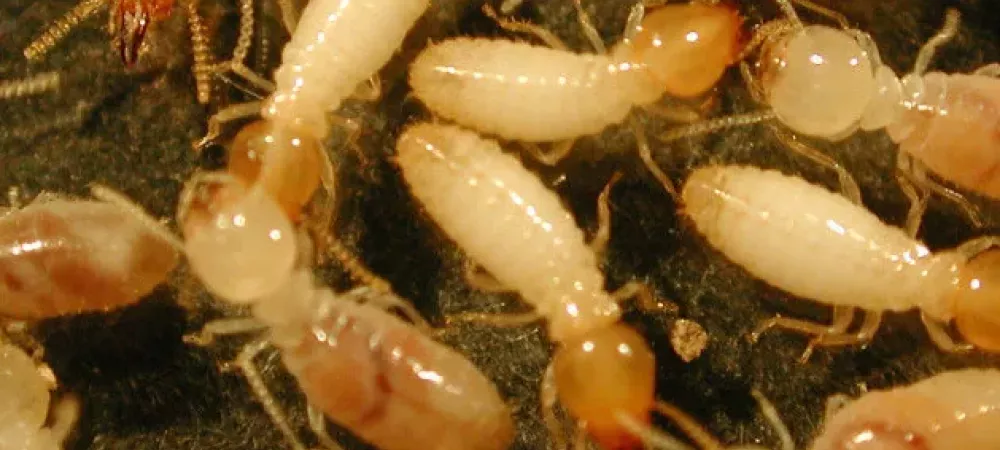 Subterranean termites