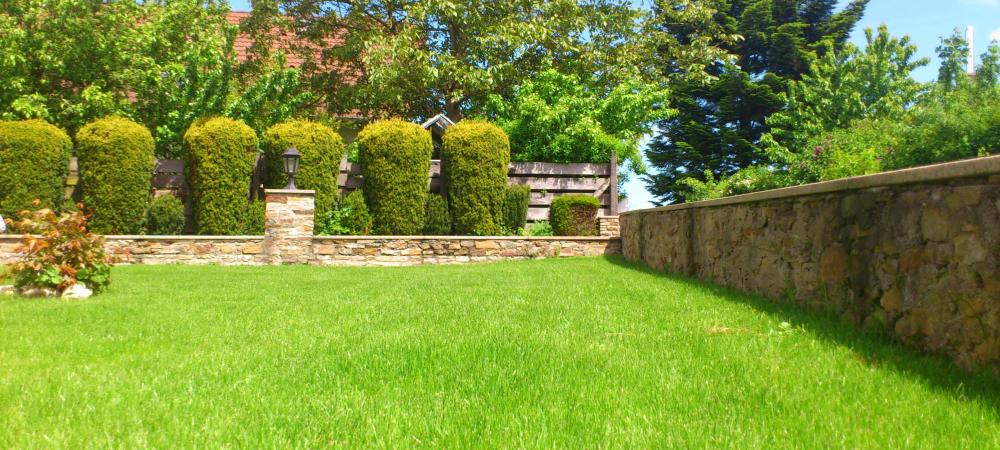 yard of healthy trees and grass