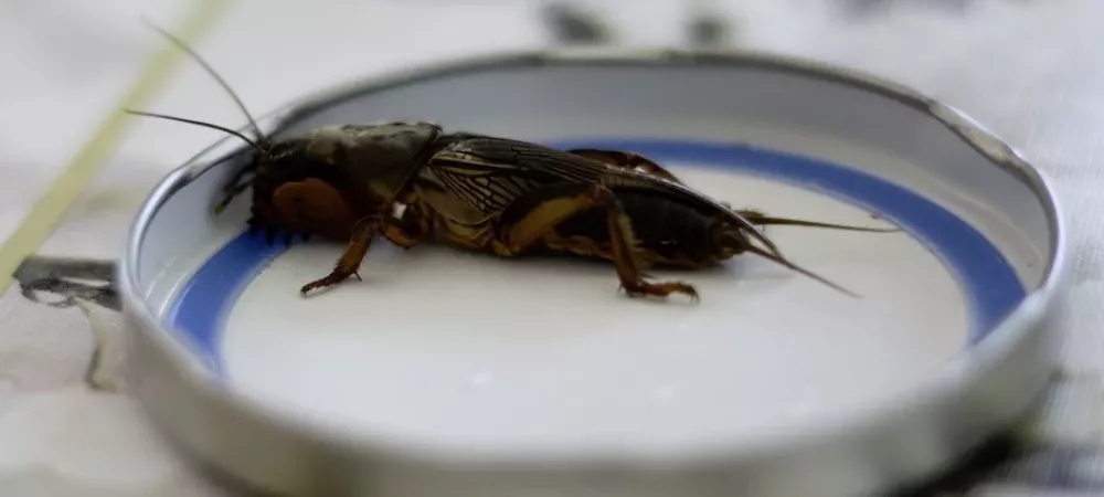 A mole cricket sitting inside a jar lid