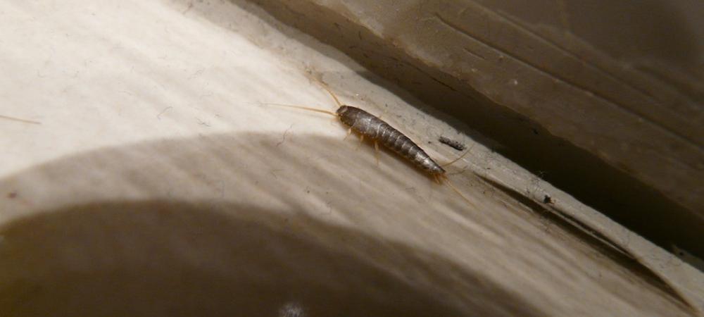 silverfish on the ground of an apartment