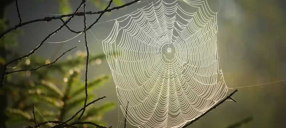 spider web spun on a tree