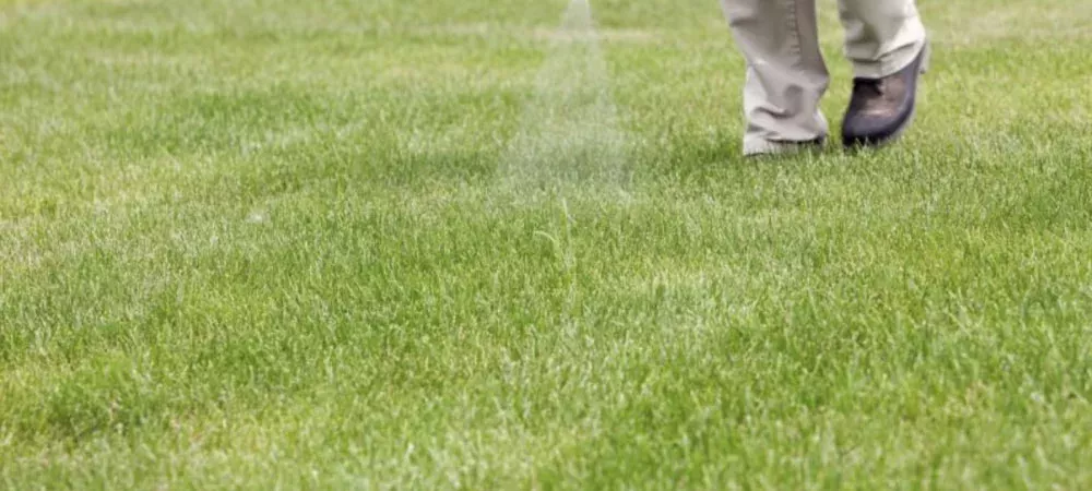 Spraying weeds in a yard