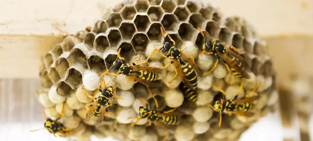 Wasp nest