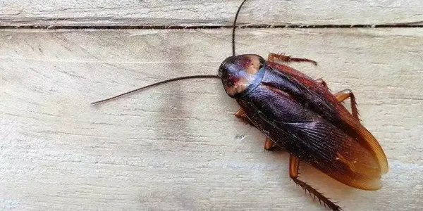 An American cockroach up close