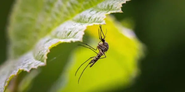 a mosquito on a leaf