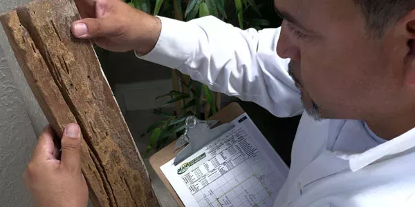 Tech inspecting wood for termites