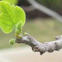 Olive Shootworm