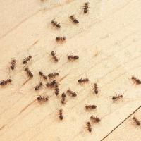 Ants crawling in kitchen