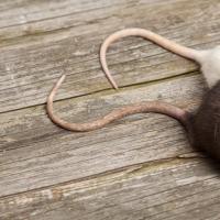 Rats sitting on wooden floor