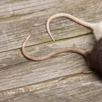 Rats sitting on wooden floor