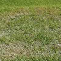 Lawn fungus