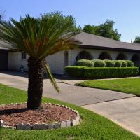Palm Tree on Florida Lawn